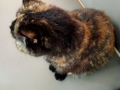 -喵园·猫主题咖啡厅·撸猫·猫咖(国贸店)