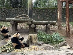 -都江堰中华大熊猫苑