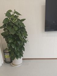 -上海伊莱美医疗美容医院