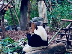 -成都大熊猫繁育研究基地