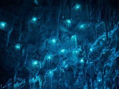 -怀托摩萤火虫洞