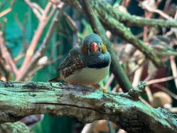 -Zoolung Zoolung动物主题公园(海信广场店)