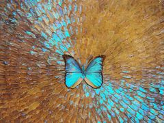 -上海昆虫博物馆