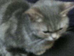 android_upload_pic-猫色咖啡·猫咖