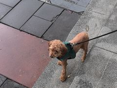 -汪喵宠物医院·骨科心脏影像·犬猫急重症ICU诊疗中心(成华分院)
