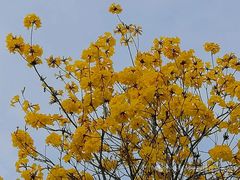 -天适樱花悠乐园