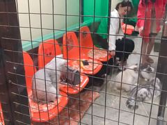 -猫咪博物馆(顶澳仔猫街店)