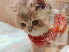 -屋虎猫馆(宝安大仟里店)