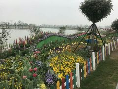 -荷兰花海