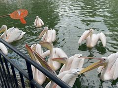 -云南野生动物园