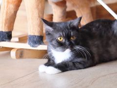 -猫咖时代(中山亭店)
