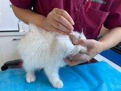 -瑞派·关忠动物医院·猫专科·犬专科(三环新城店)