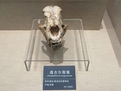 -安徽省地质博物馆