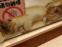 -屋虎猫馆(宝安大仟里店)