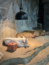 -Zoolung Zoolung动物主题公园(海信广场店)