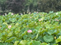 -洪湖家庭农场·团建·露营·会议