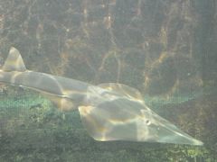 -悉尼海洋生物水族馆