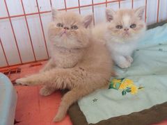 -中农大我爱我爱24h动物医院·中医针灸·猫专科·骨科医疗中心(双井店)
