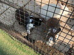 -南宫五洲植物乐园