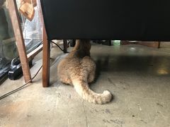 -咖法森林·咖啡  酒吧(天河店)