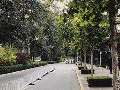 -三里屯东五街银杏大道