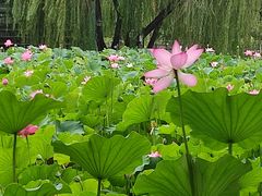 -莲湖公园