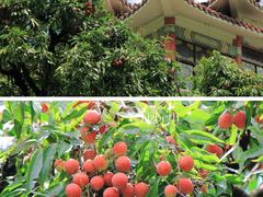 -荔枝公园(福田区)