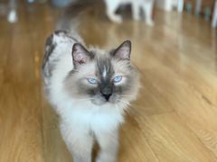 -Cappucimeow猫咪咖啡馆(韦伯时代店)