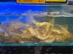 -苏格里岛自助烤肉海鲜火锅(成都金牛万达店)