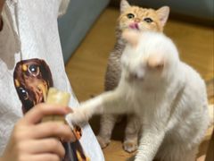 -滚猫咖啡·猫咖·猫友好撸猫(未来城店)