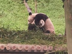 -中国大熊猫保护研究中心雅安碧峰峡基地