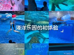 -海合安成都极地海洋公园