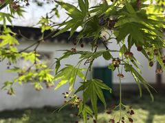 -苏州上方山国家森林公园