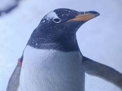 -上海海昌海洋公园