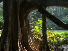 -中国科学院西双版纳热带植物园