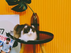 -米宠家·撸猫猫咖小萌宠·猫咪洗澡·猫咪寄养(高新大都荟店)