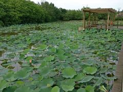 -大湾区中央湿地公园