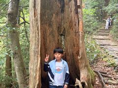-天目山大树王景区