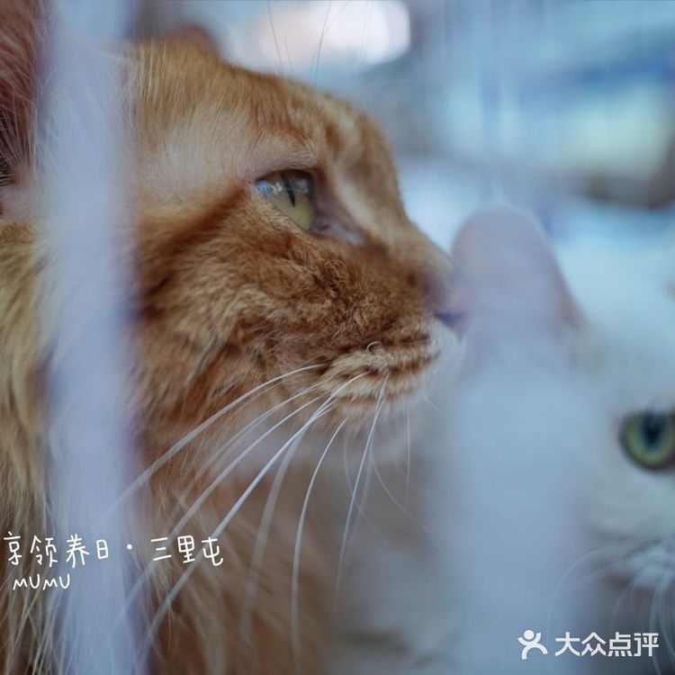 太可爱！连孙俪娘娘都为他们站台