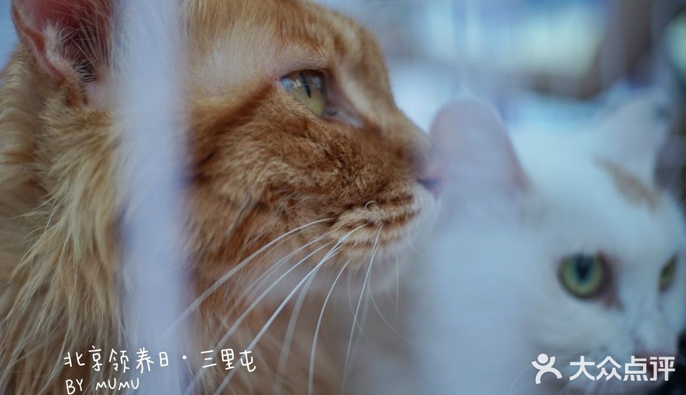 太可爱！连孙俪娘娘都为他们站台