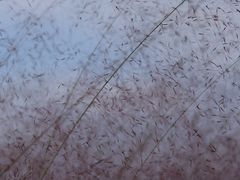 -白鹭湾湿地公园