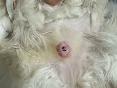 -四月宠物医院·猫专科·心脏专科·内科(转塘店)