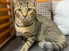 -佐罗家宠物馆·猫文化馆(紫霞路店)