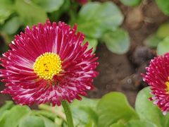 -海棠花溪(元大都城垣遗址公园)