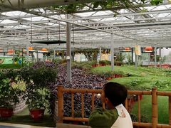 -兰陵国家农业公园