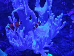 -上和臻品中国菜(花园街店)