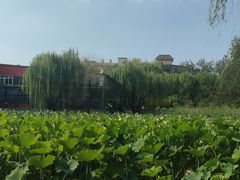 -莲湖公园