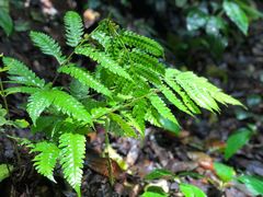 -西双版纳原始森林公园