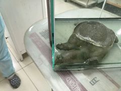 -北京观赏动物医院·24小时大型综合·猫专科·异宠专科