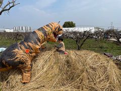 -樂桃源奉贤黄桃种植采摘基地